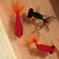 タイムセール 金魚 アート 祭 樹脂金魚 誕生日 贈り物 ギフト 置物 水草 金魚アート 祭 日本製 手作り ハンドメイド 3D金魚 アクリル