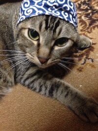 椿庵 〜ponnyan〜