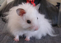 ひいらぎ ゆきや