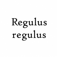 Regulus regulus