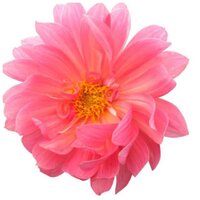 森のお花屋さん