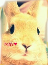 Toffy