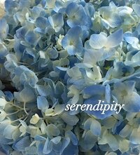 serendipity