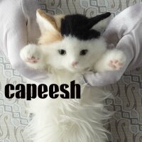 capeesh