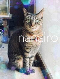 nanairo