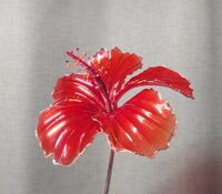 冬星