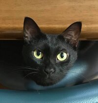 キャトルシャッツ