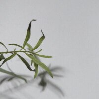 朝倉彫刻