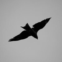 A3(あーさん)@トンビ