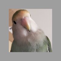 しろくま屋