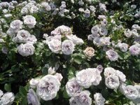 ＰｏＰｏＬｏ．Ｙｕｋｉ