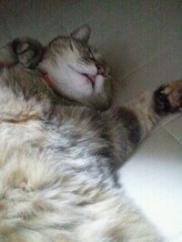 いしかわ　ゆみ