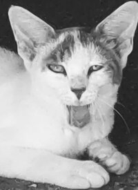 ねこつきシッポ