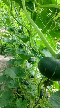 宇都宮ペットセンター