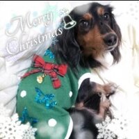 もふもふダックス