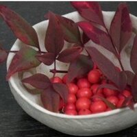 ちゃわん屋さいとう