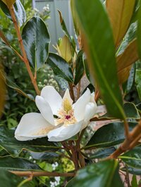 magnolia