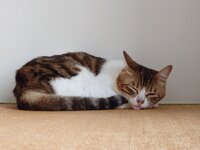 sokoke_cat_accessory