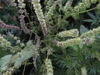 クラフト葉葉YOUYOU