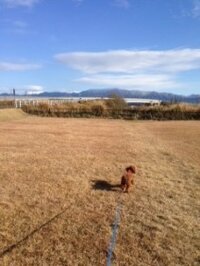 おっきいトイプーぽっちゃりママン