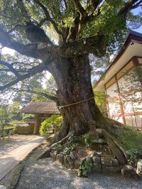 日本の銘木