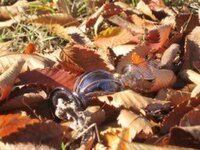 ユングフラウの月