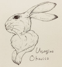 ウサギノオハリコ