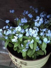 myosotis