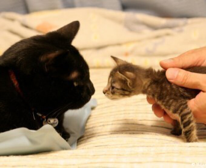 Vivi & Hana～黒猫ヴィヴィと虎猫はな～