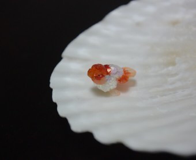 金魚工房 ひらり