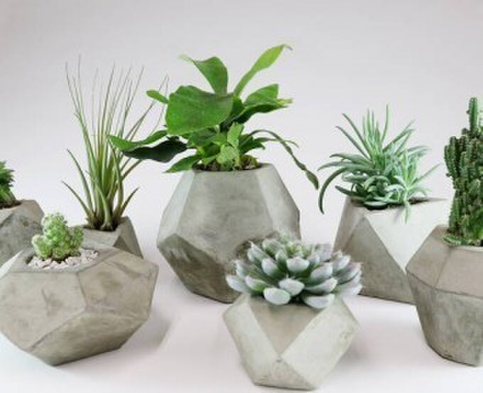 プランツスタイル