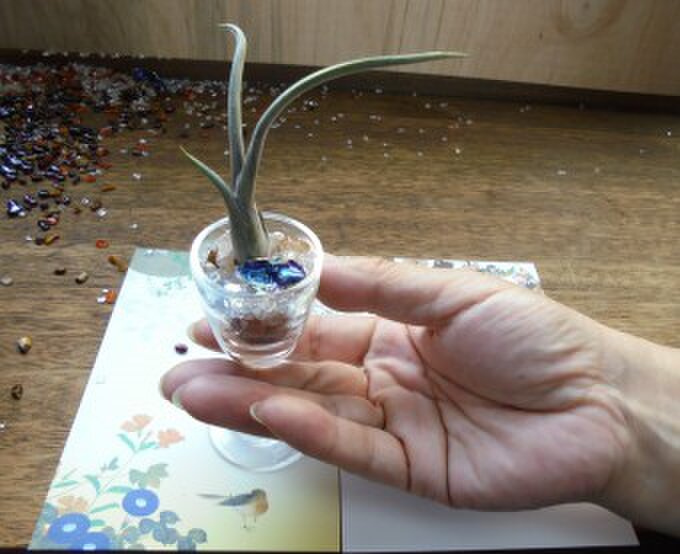 alchimia アルキミア