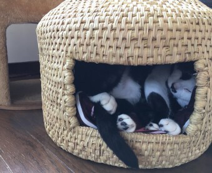 猫ちぐら　すずめ