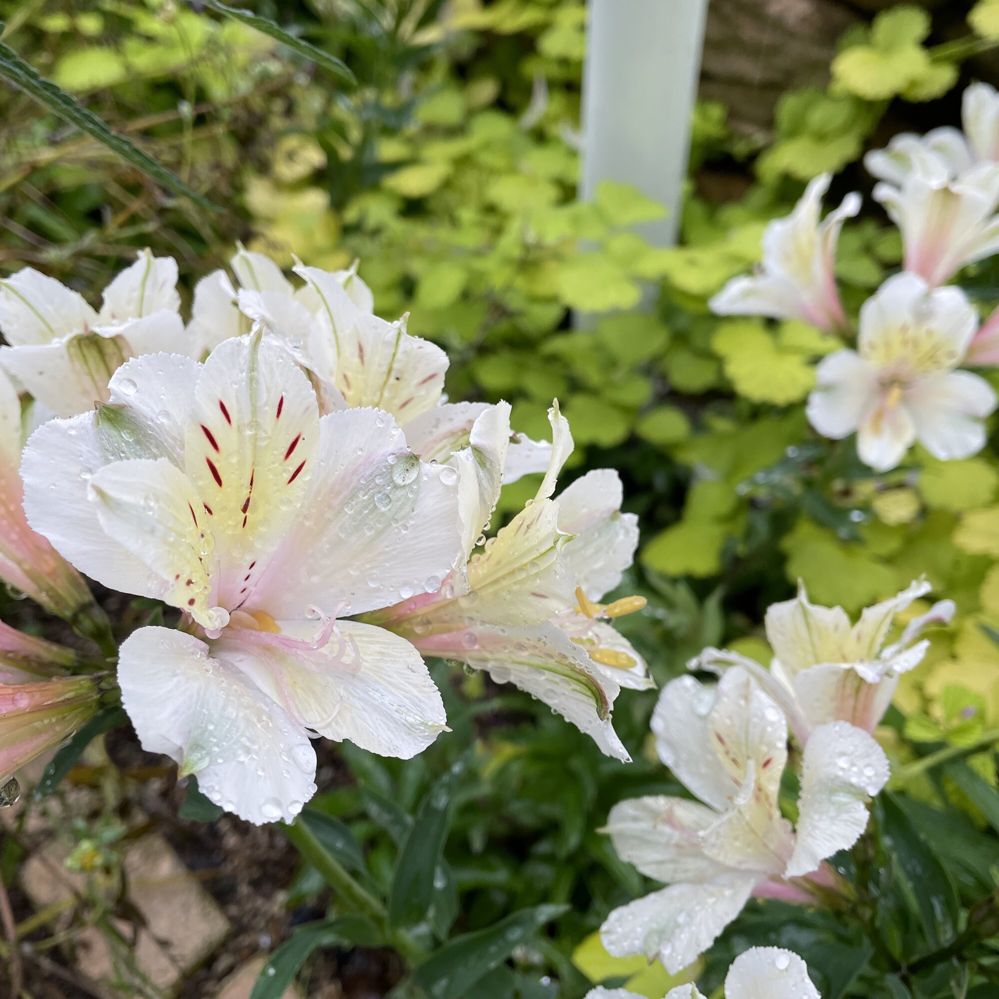 Fleurs des champs