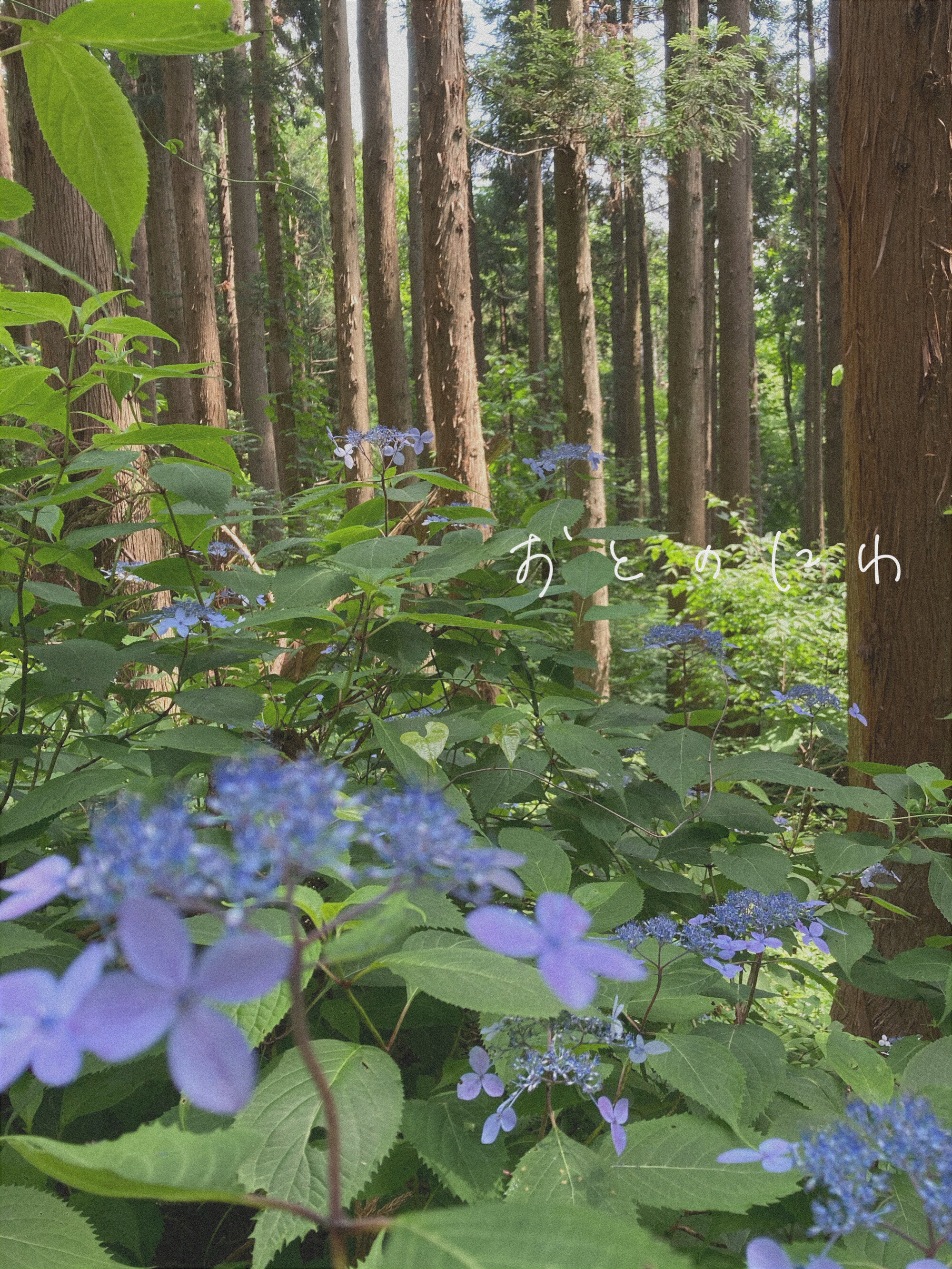 音の庭 ~dried flower  野草とお花