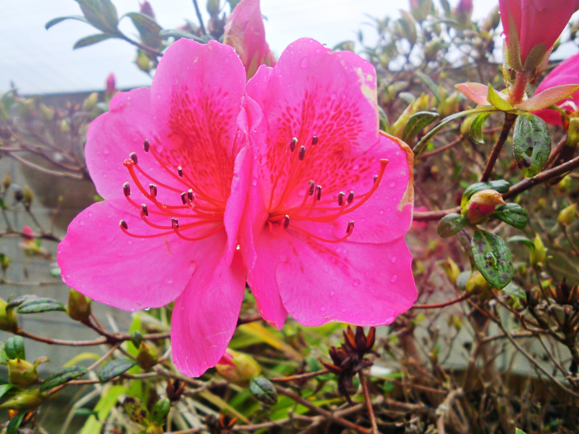 山吹（yamabuki）