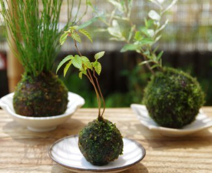 緑庵　幸加木菊恵