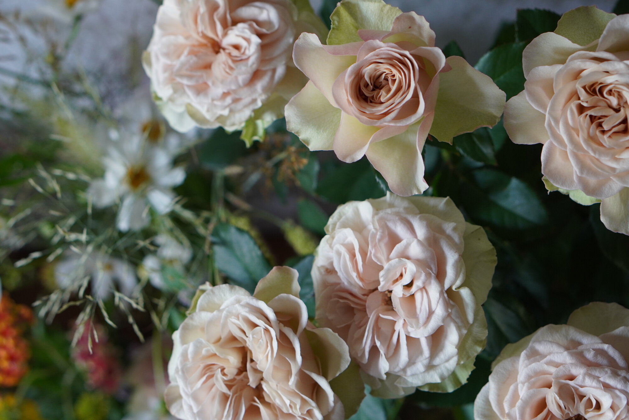 quatre-plus キャトルプラス