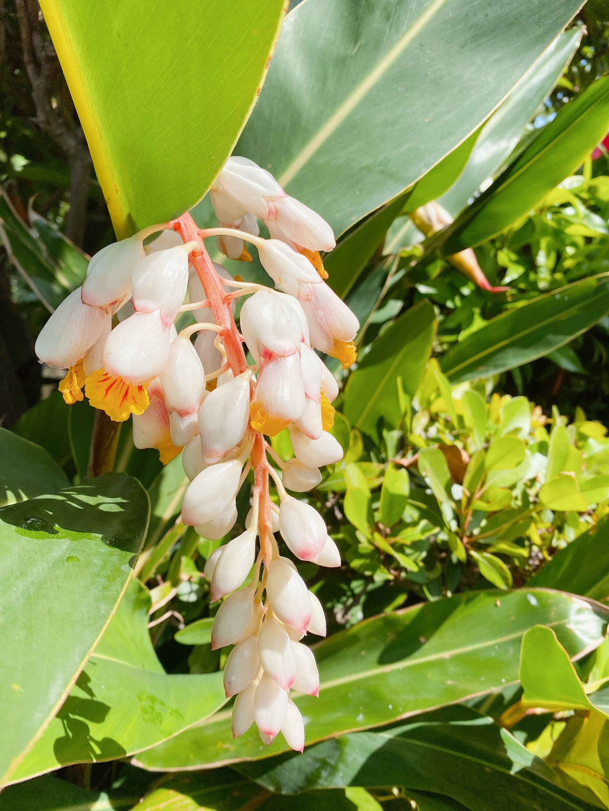 月桃工房 はうおり