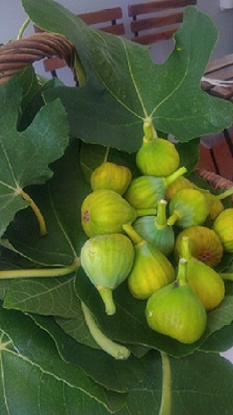 Atelier H (あとりえ・あっしゅ)