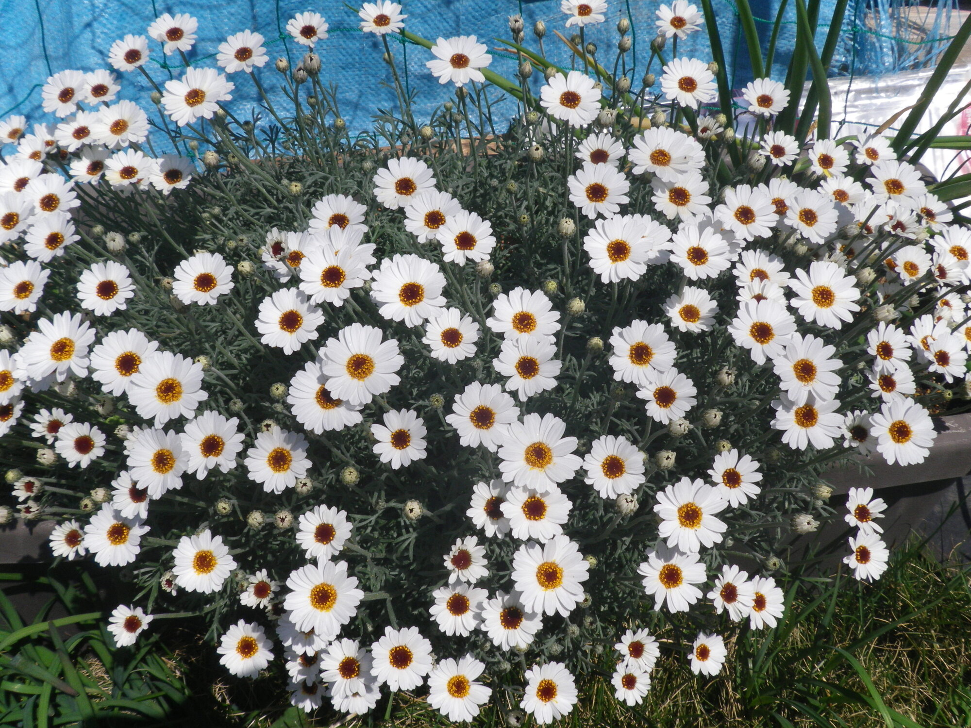 小ぶりな着物日傘（相模工房）