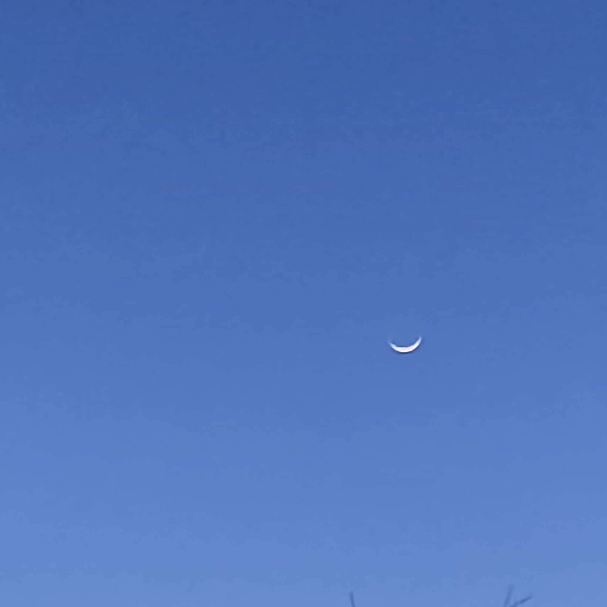 暮らしの情景 カモミレ