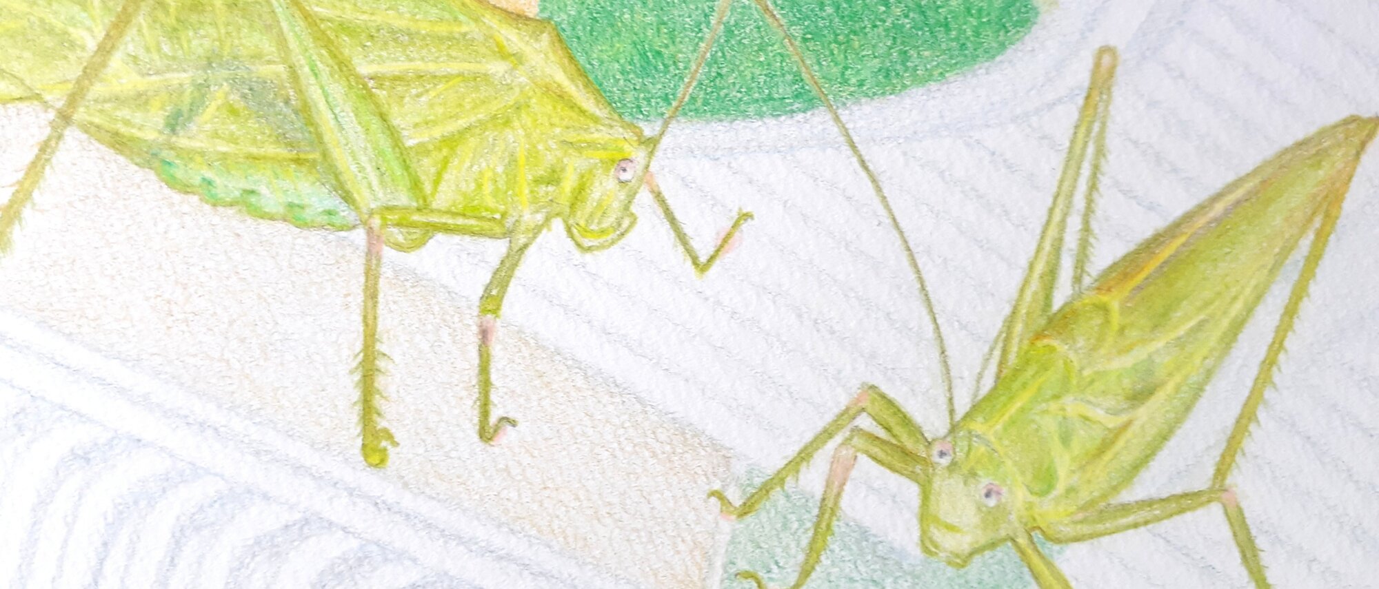 はたおりむし工房