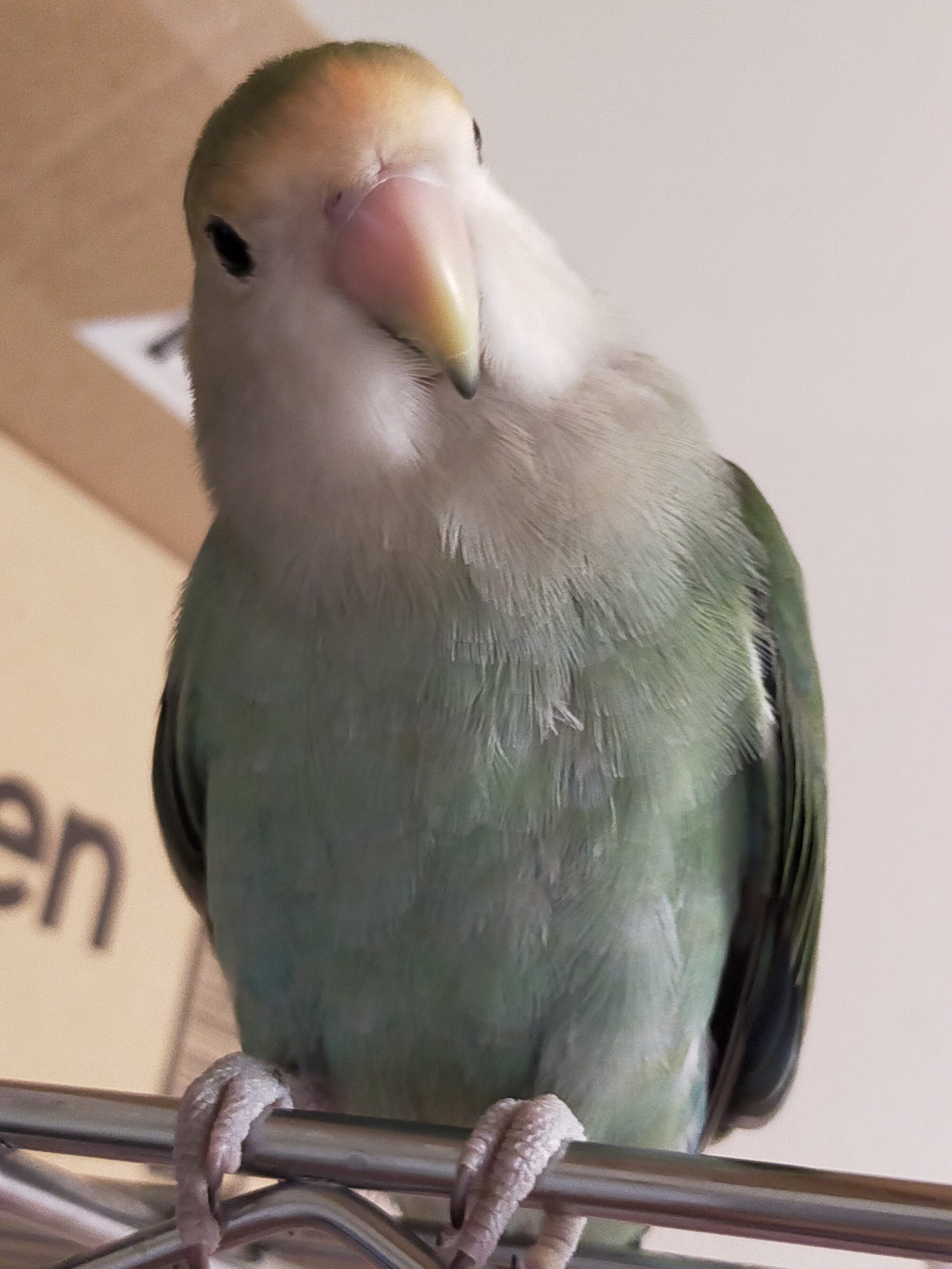 しろくま屋