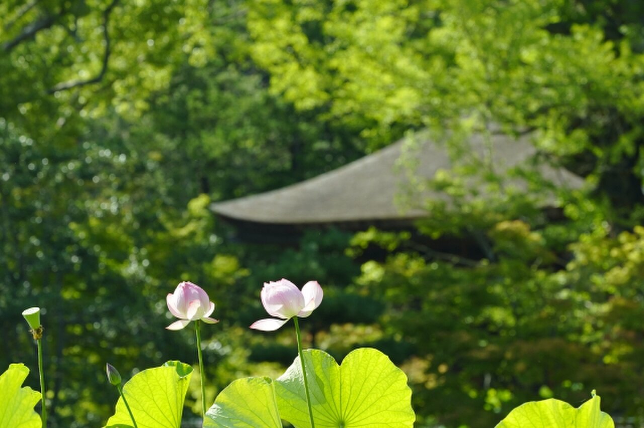 小野　蓮月　rengetsu ono　