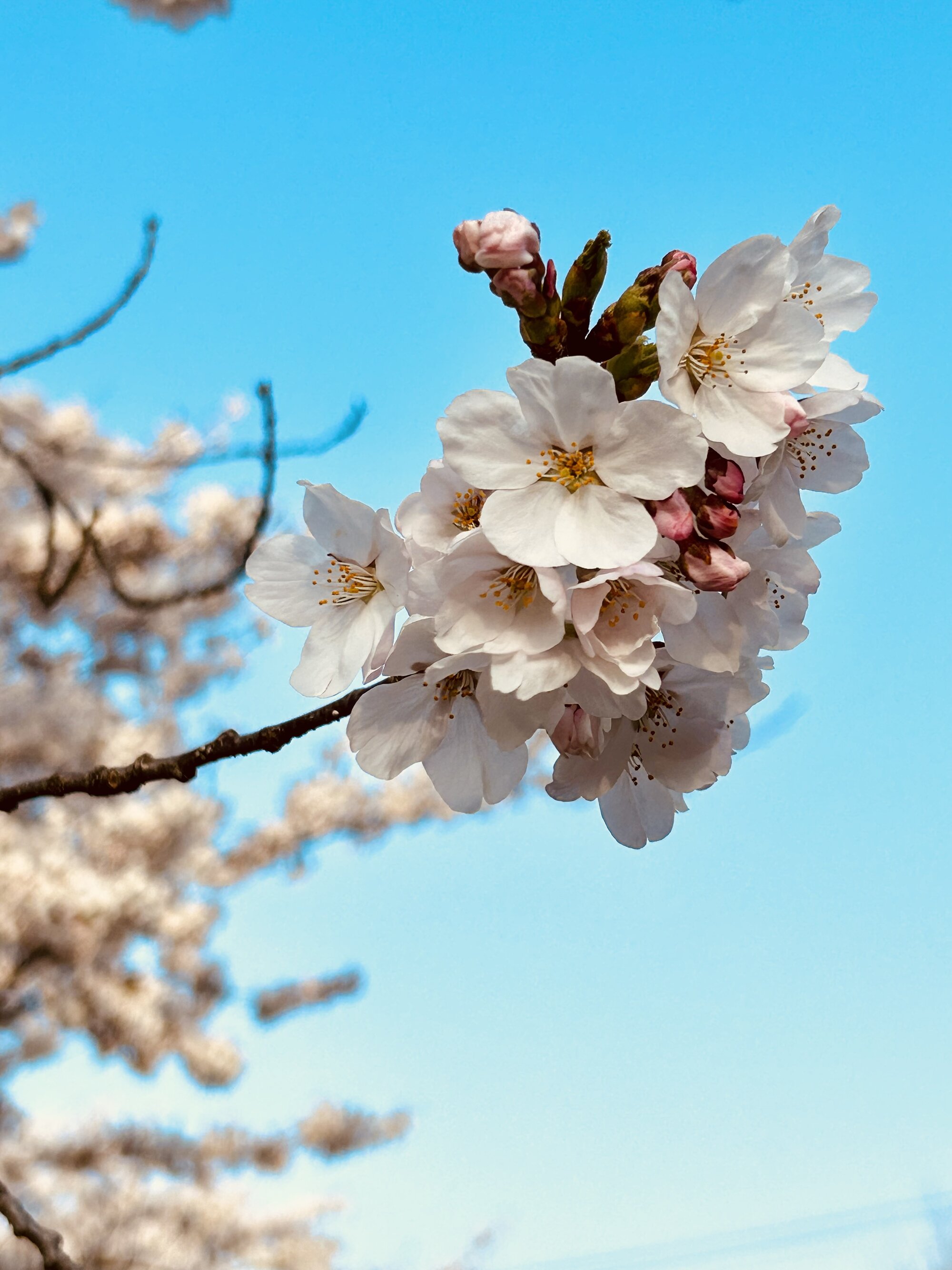 GreenLeaves＊緑の葉