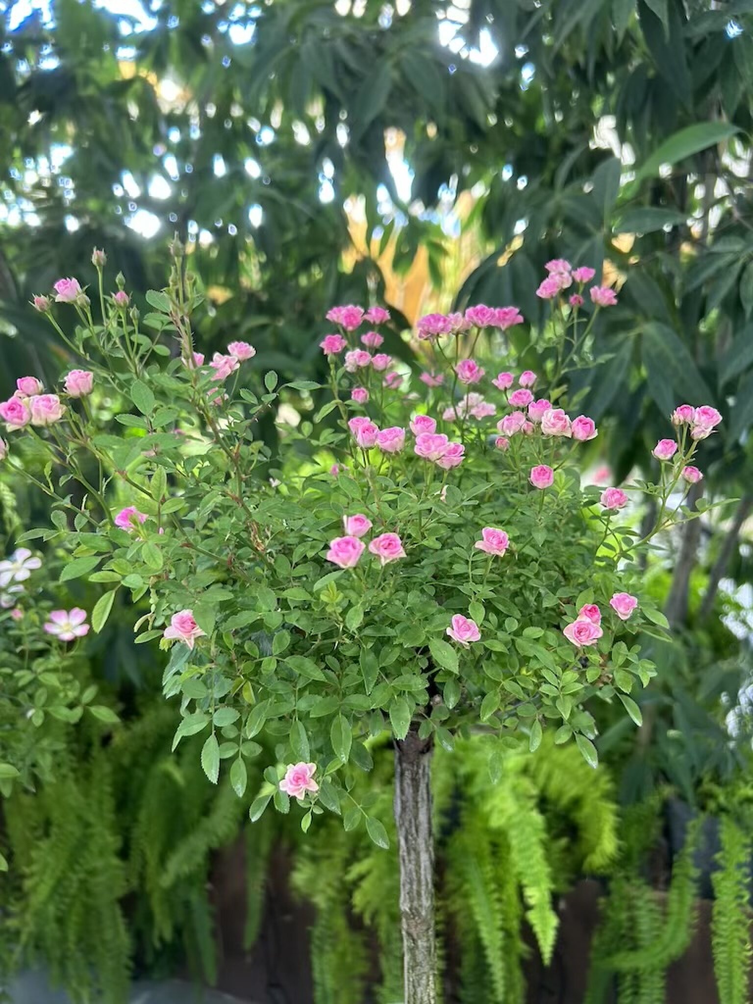 Green Leaves
