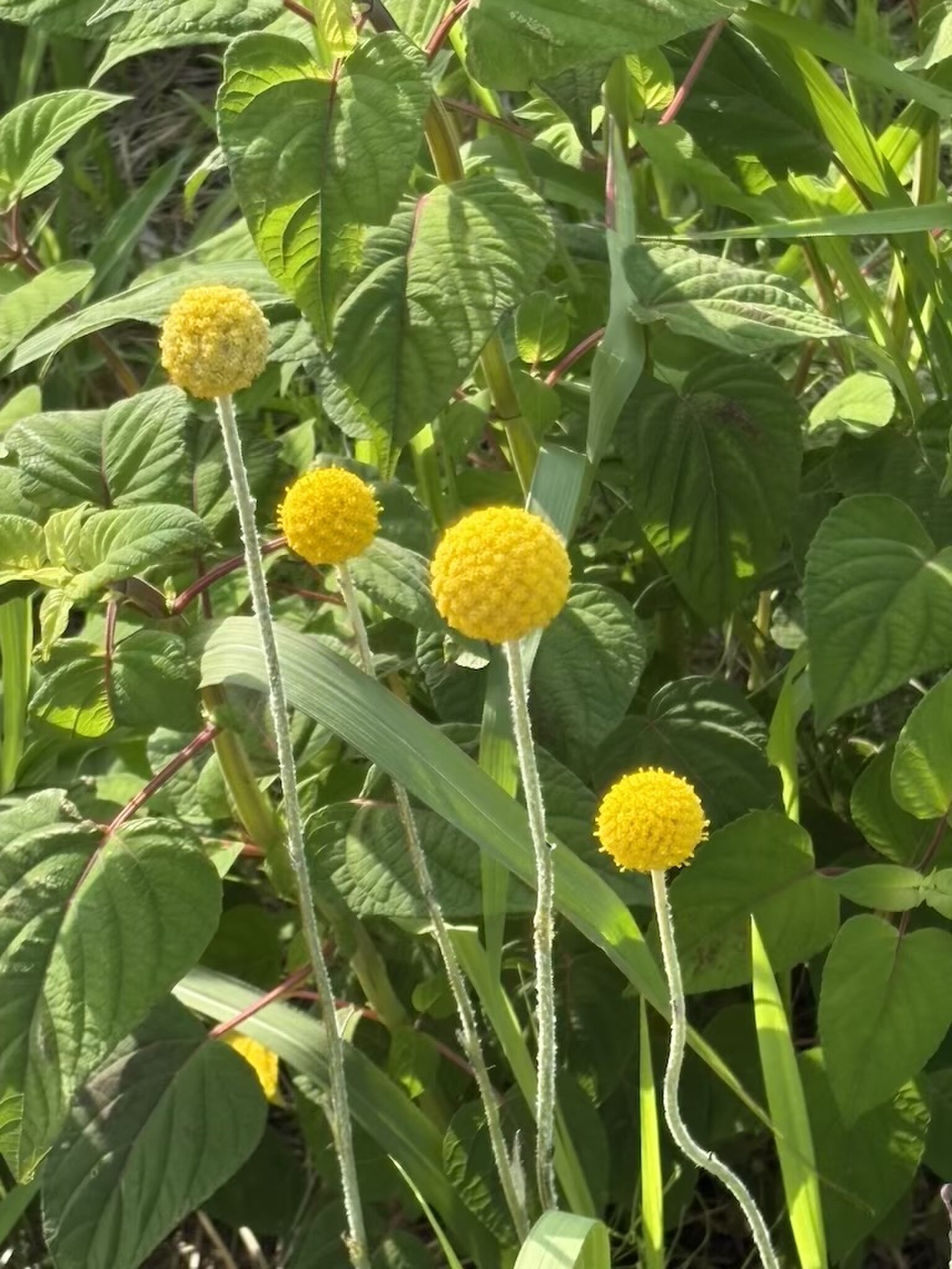 Green Leaves
