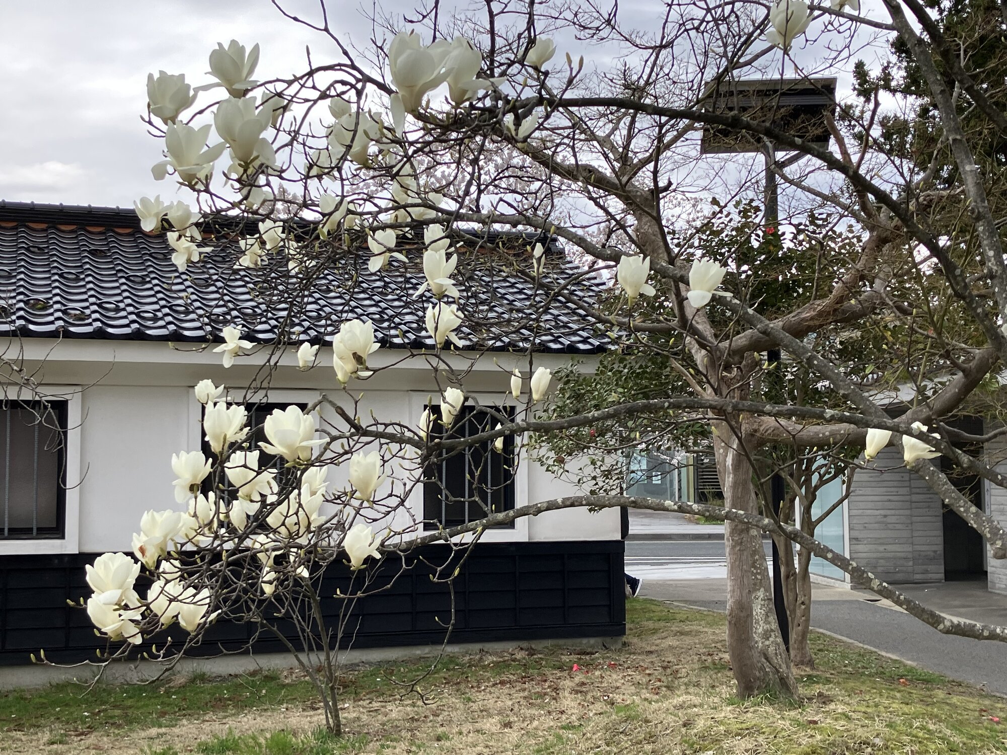 帯＊布㐂田（ふきた）