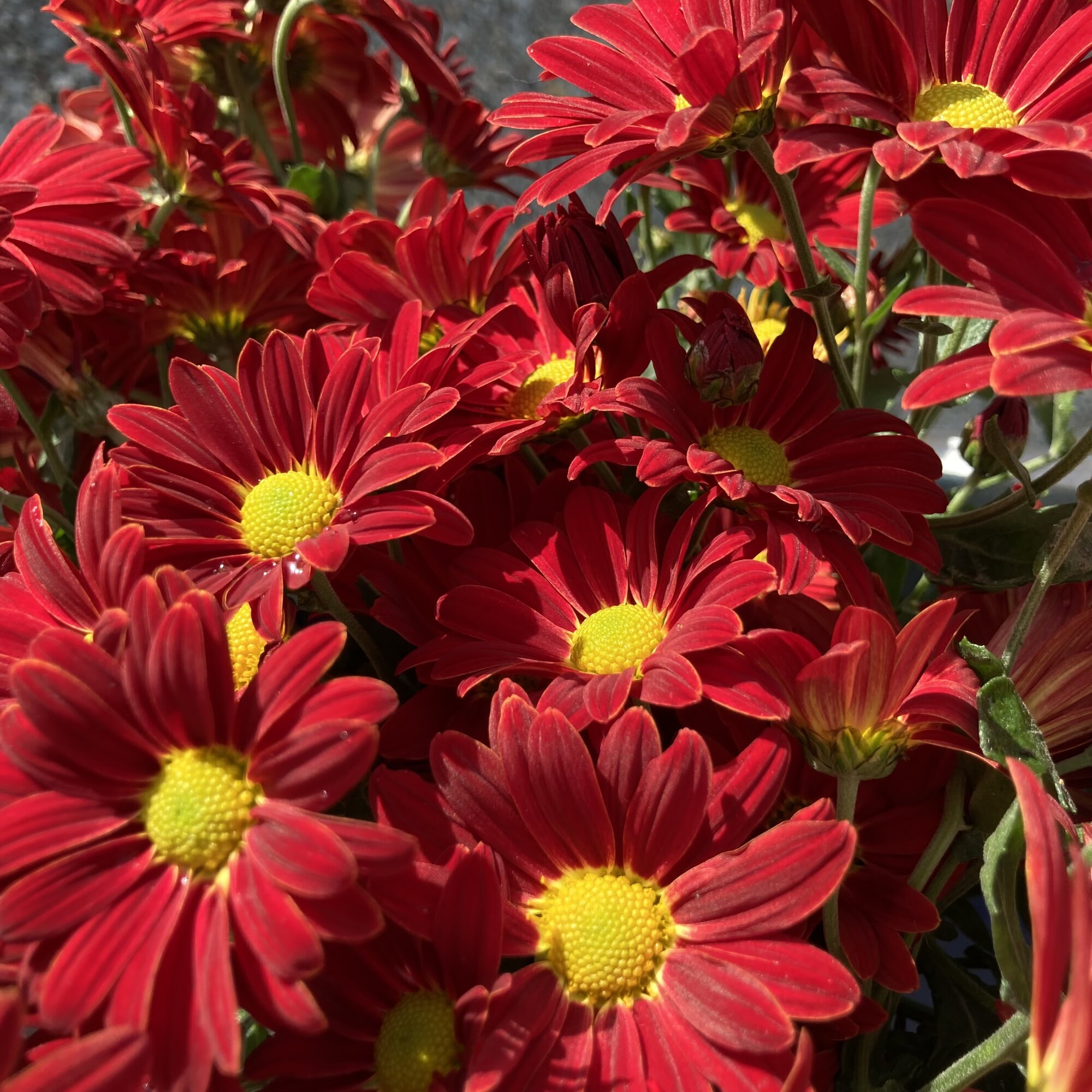 芍薬堂のアカリン